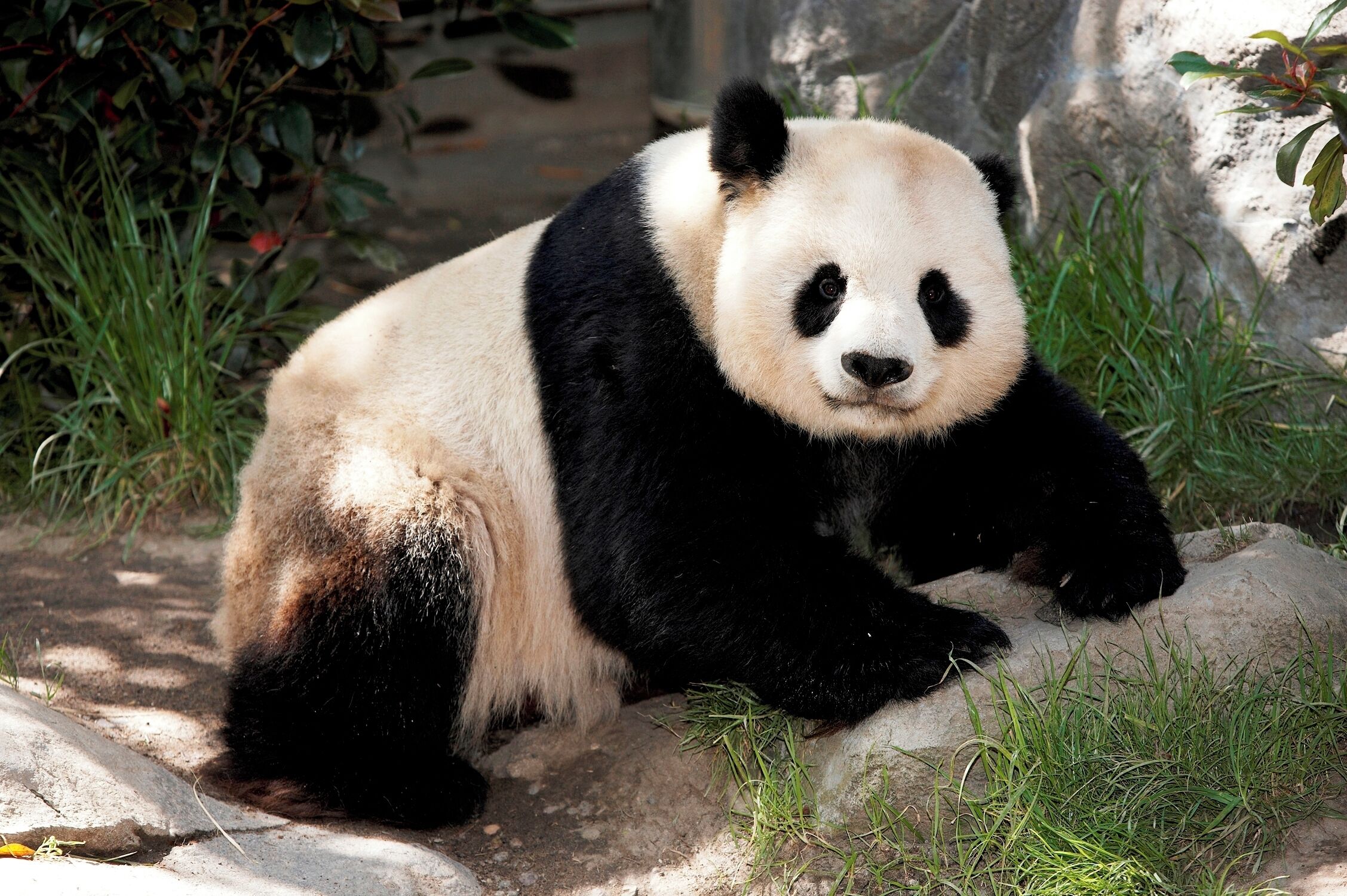 Foto - Courtyard by Marriott San Diego Downtown Little Italy