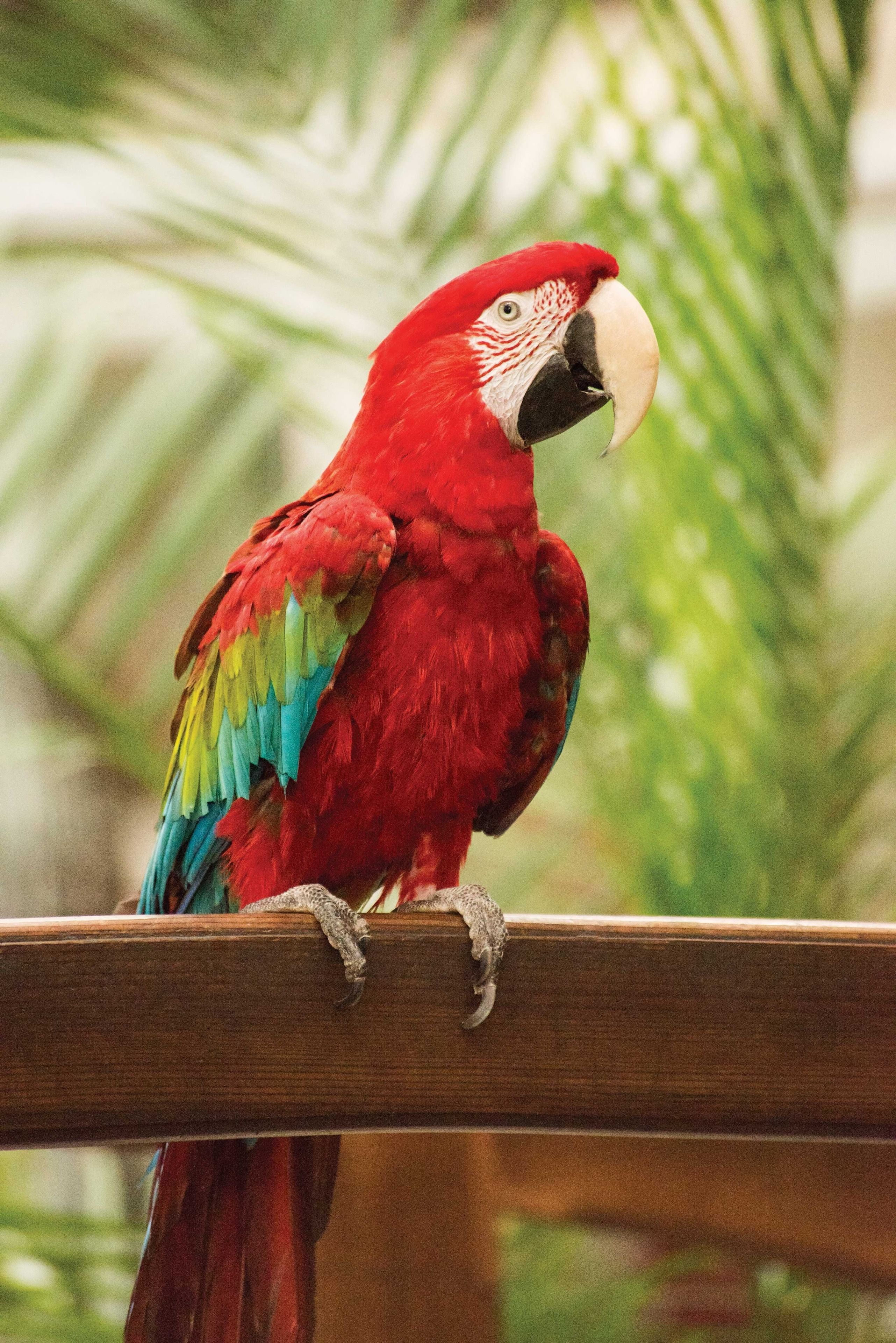 A red parrot perched on a wooden railing.