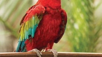 Um papagaio vermelho empoleirado em um corrimão de madeira.