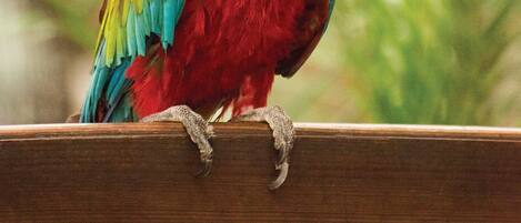 A red parrot perched on a wooden railing.