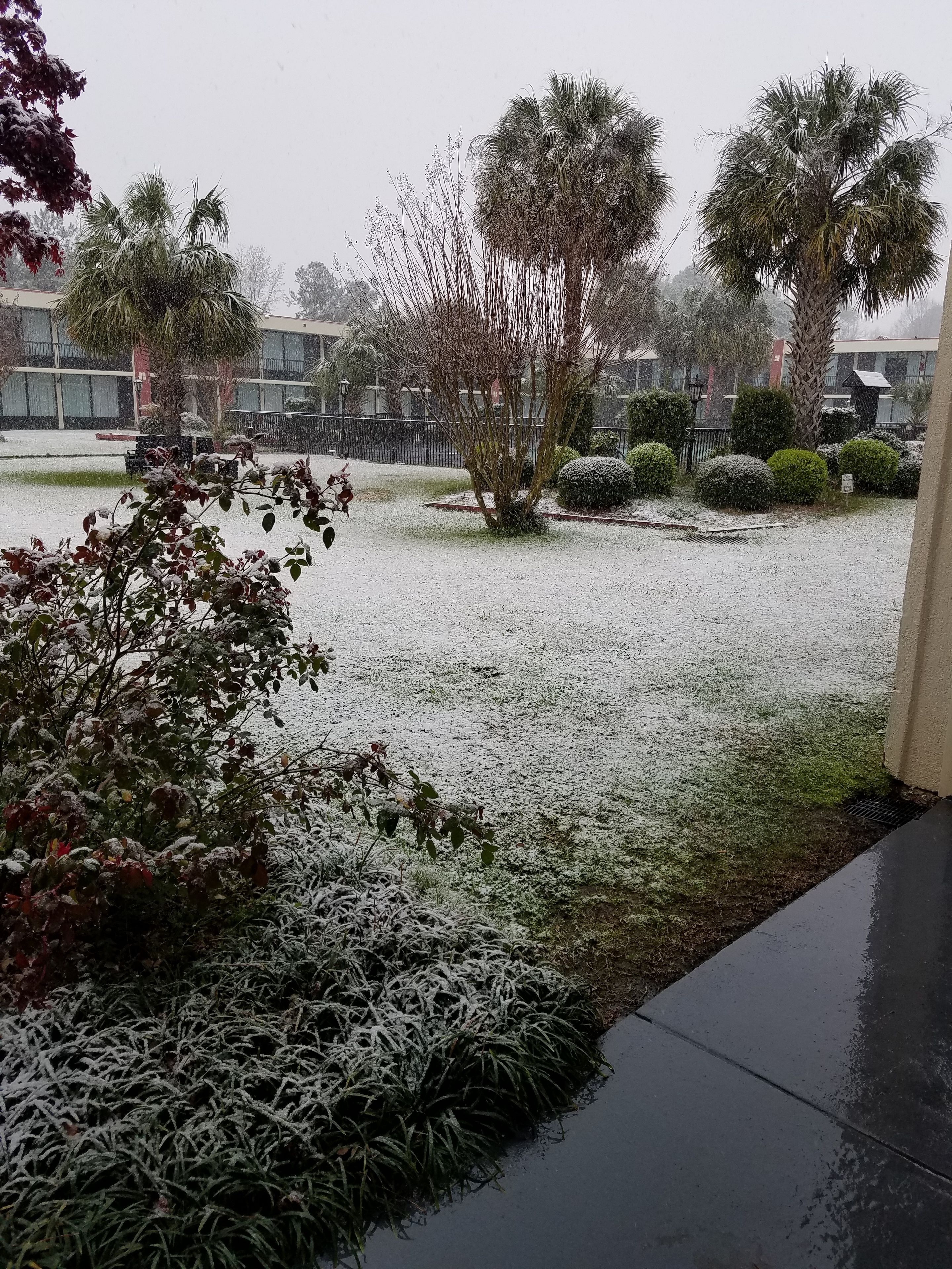 A snowy outdoor area with palm trees and a building in the background.