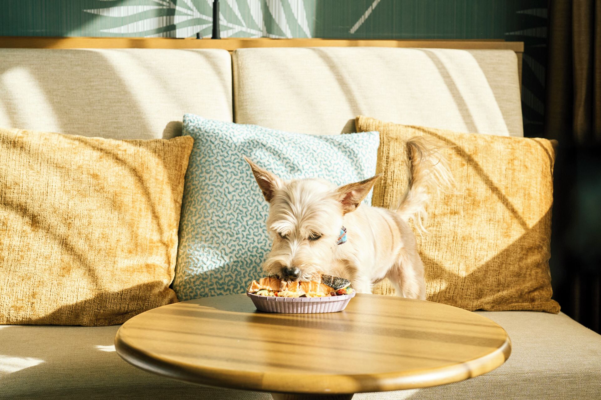 pet-friendly amenities