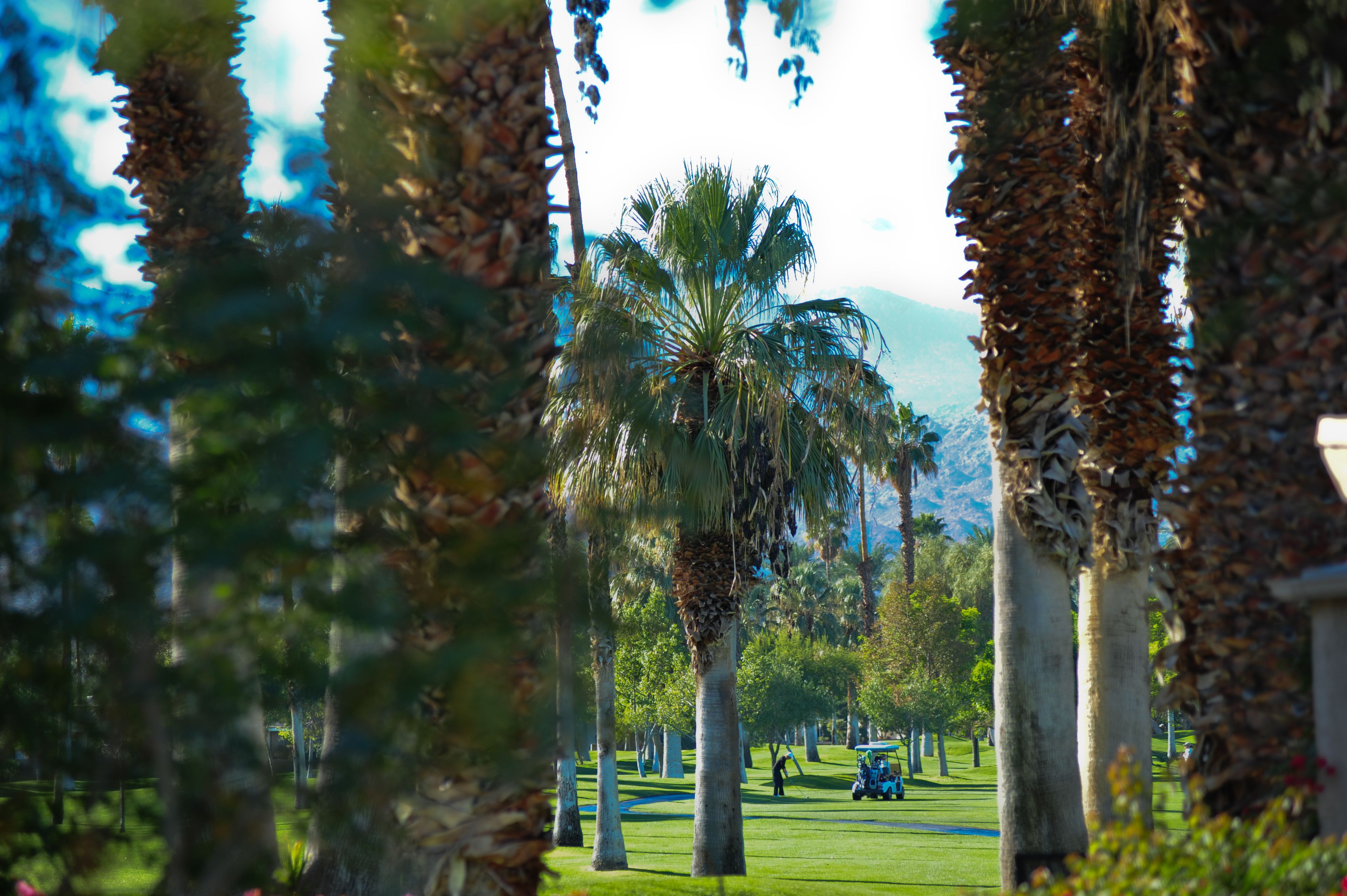A pathway lined with palm trees and a golf cart in the distance.
