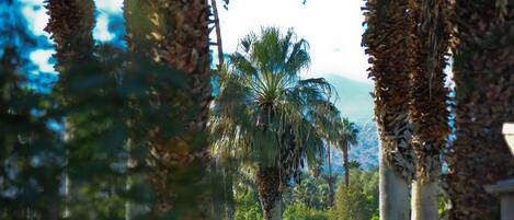 A pathway lined with palm trees and a golf cart in the distance.