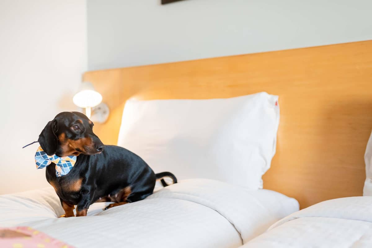 In-room safe, desk, blackout curtains, soundproofing