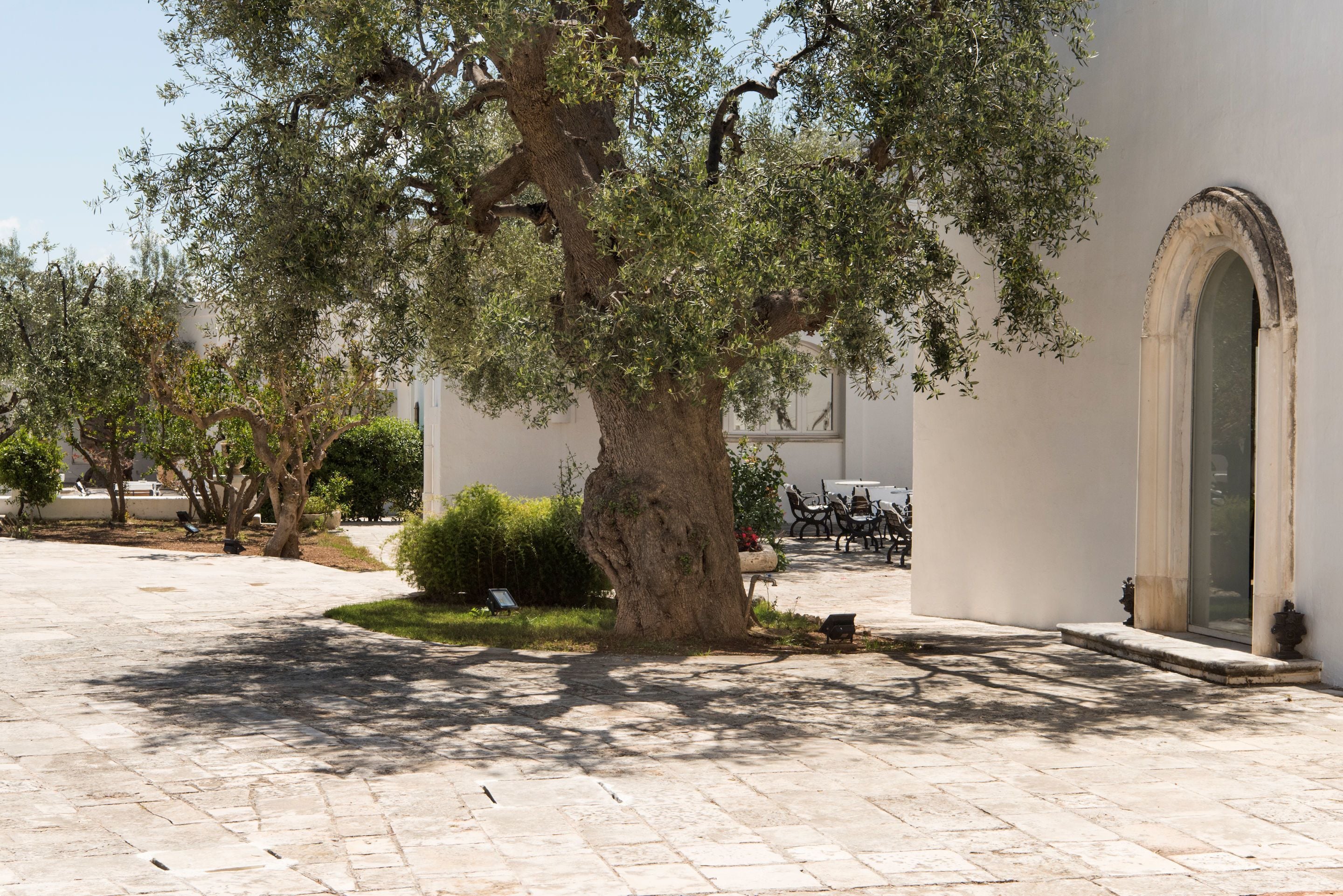 A courtyard with a large tree, a building with an arched doorway, and a paved walkway.