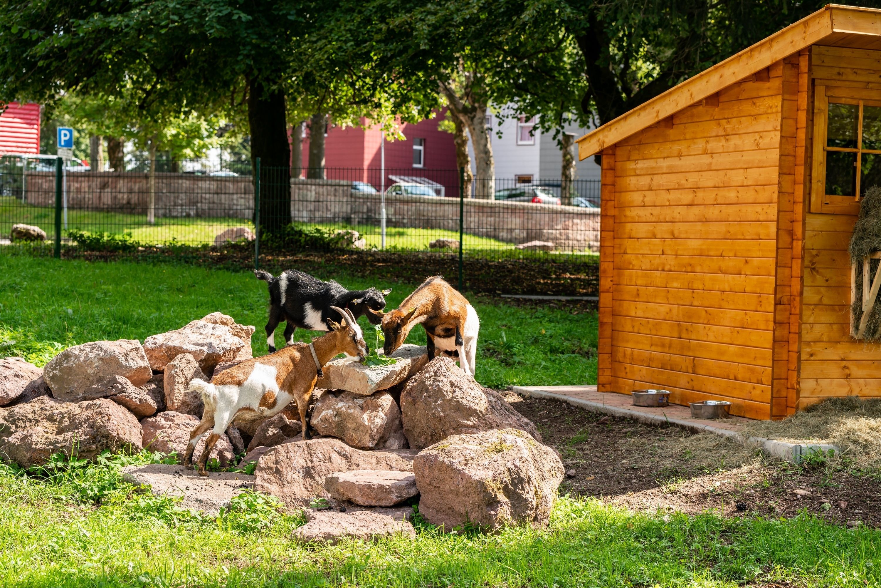 A wooden cabin with a small porch and a fenced area with rocks and a grassy field.