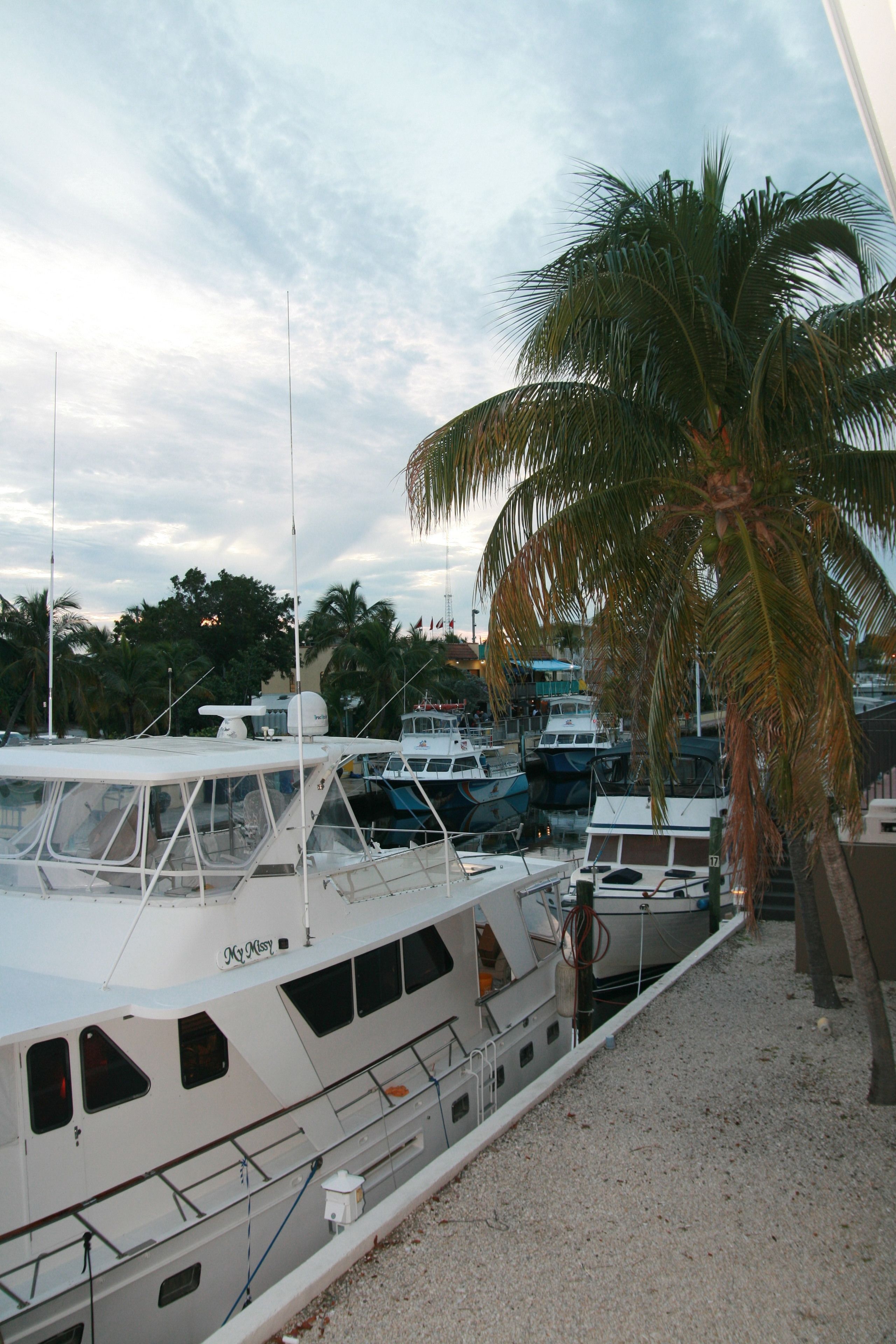 A marina with several boats docked, a palm tree, and a building in the background.