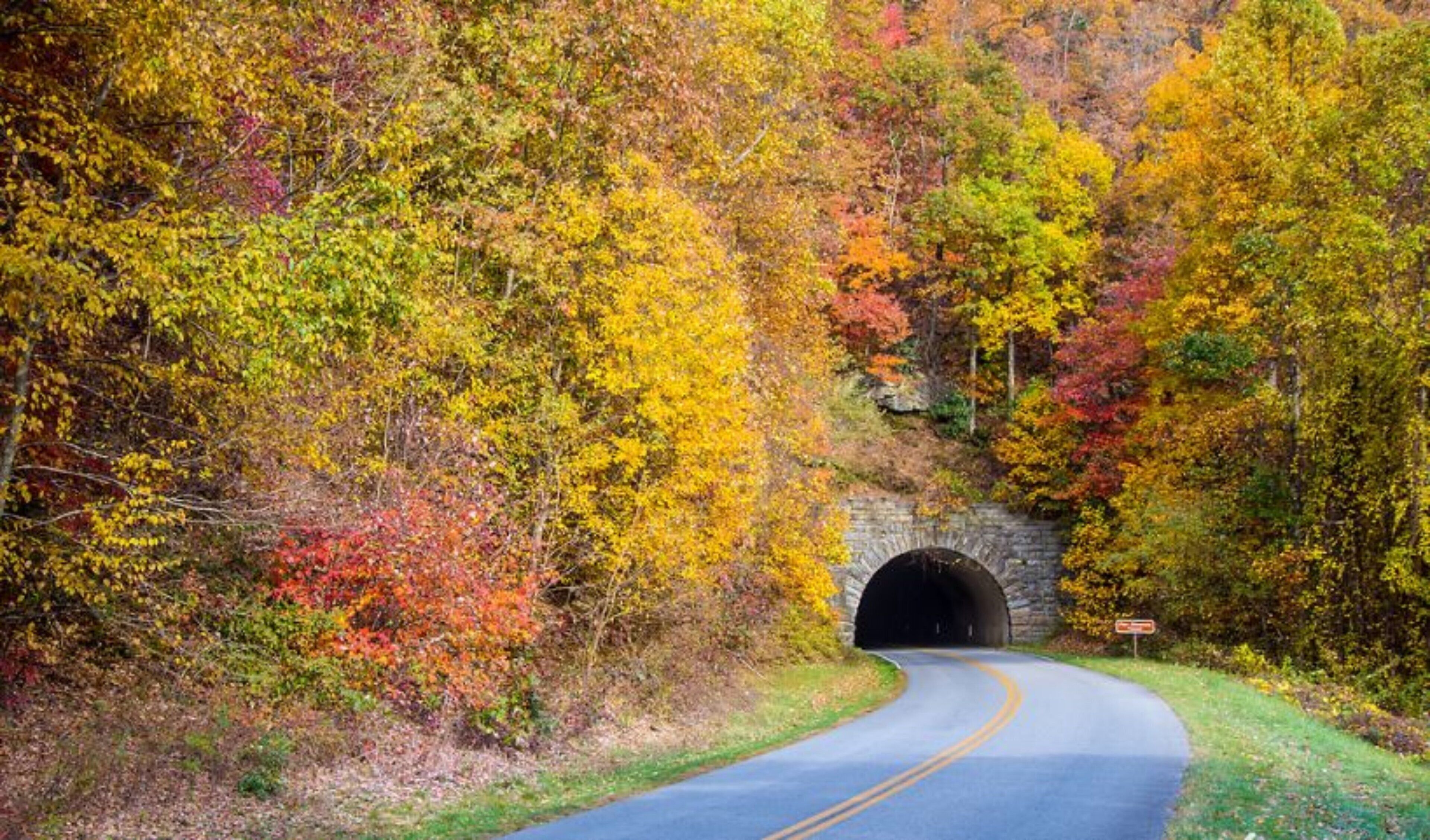 A road curving through a forest with a tunnel entrance.