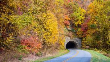 A road curving through a forest with a tunnel entrance.