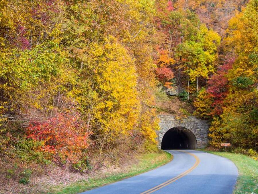 A road curving through a forest with a tunnel entrance.