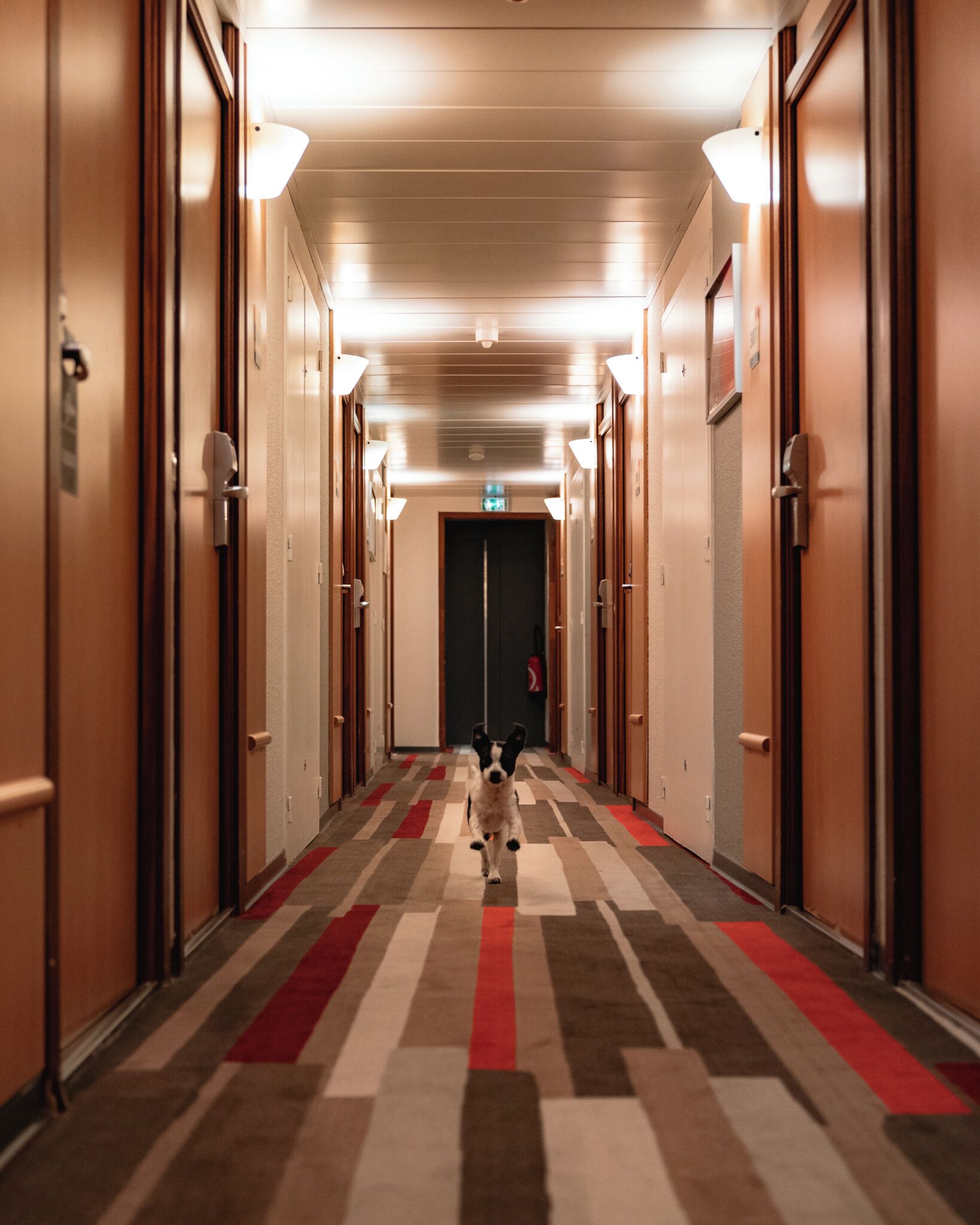 Un couloir d’hôtel avec des portes des deux côtés, une moquette à motifs et un chien qui marche au milieu.
