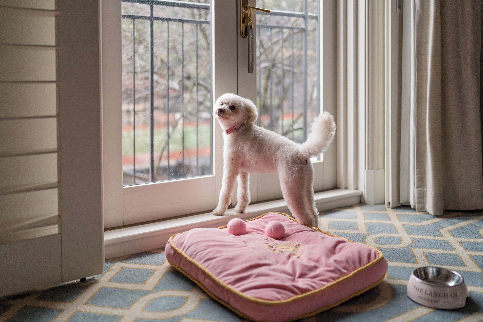A small white dog standing by a window with a pink cushion and a metal bowl on the floor.
