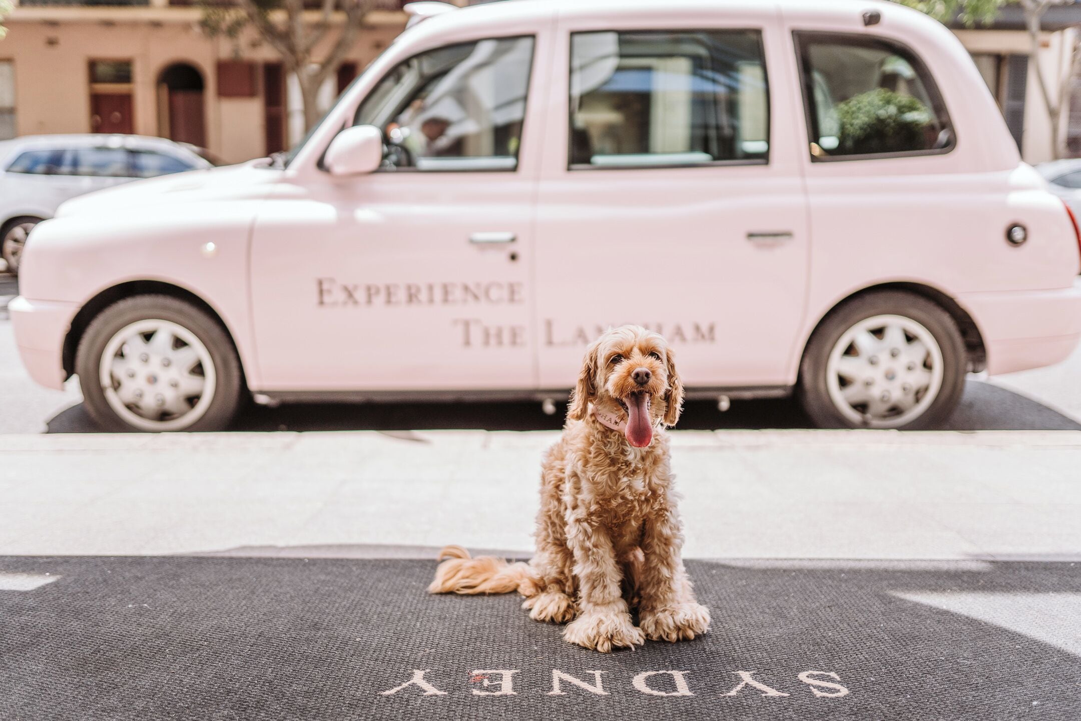 A dog sitting on a mat with the words 'SYDNEY' visible.