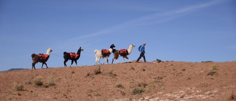 A group of llamas with riders on a barren hill.