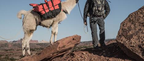 Una llama con una mochila roja y negra, una persona con una mochila de camuflaje, y un terreno rocoso.