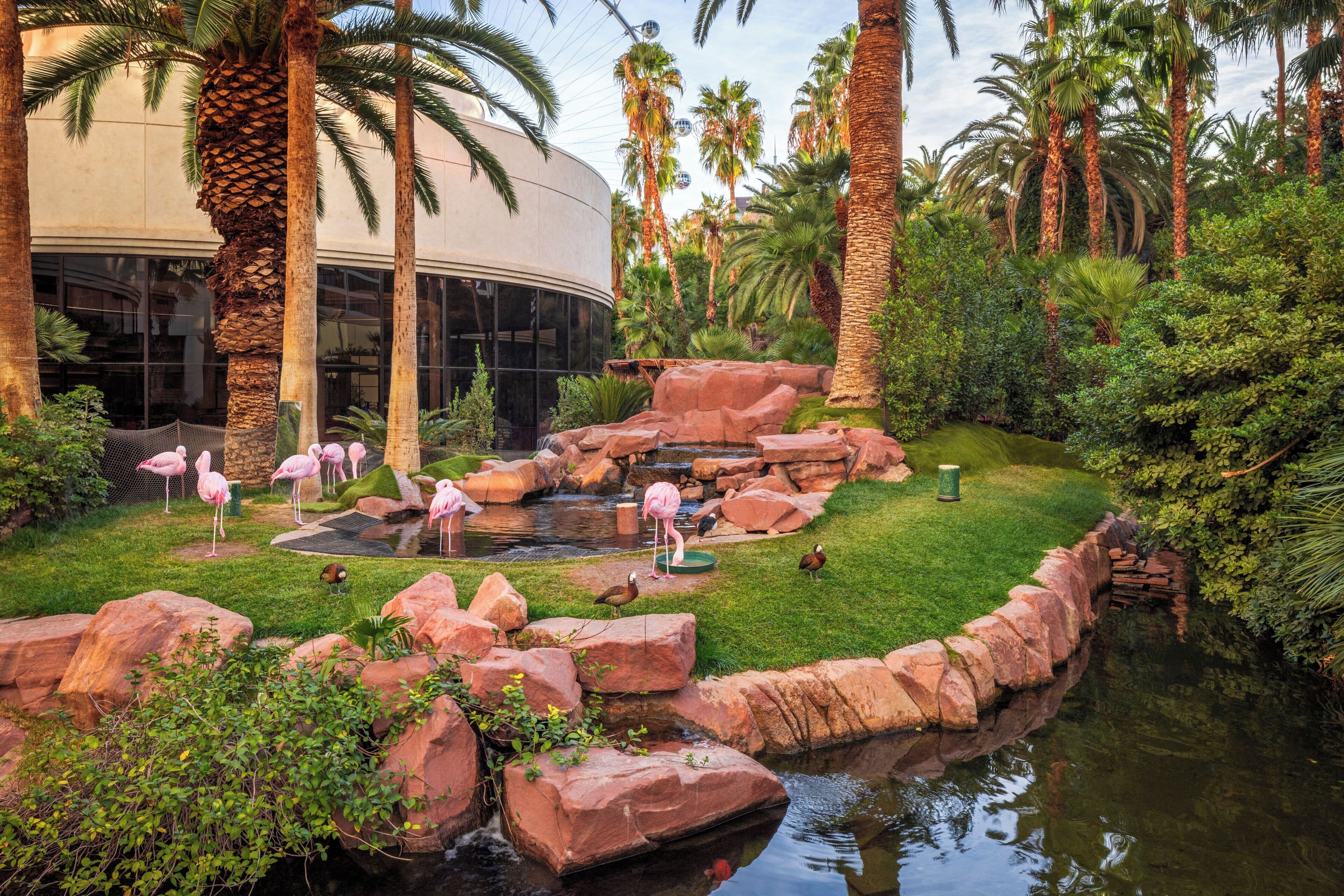 Un jardin aménagé avec un étang, des flamants roses et des palmiers.