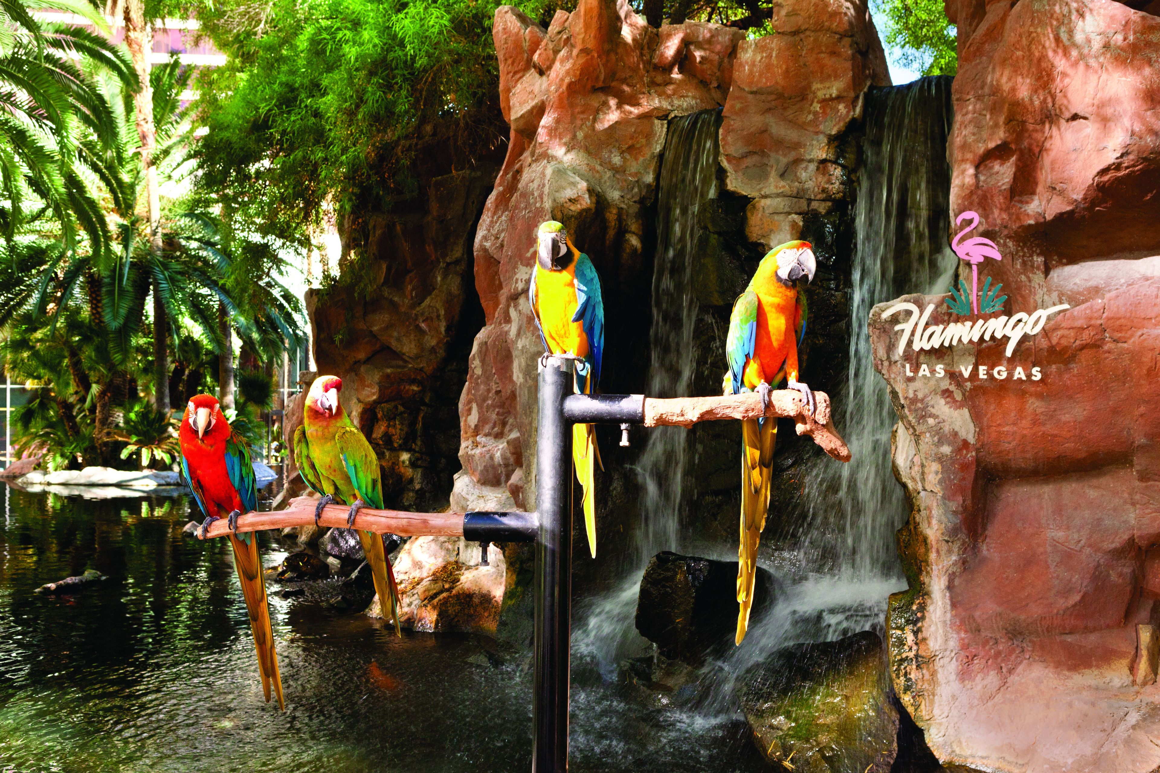 Une cascade sur laquelle sont perchés trois perroquets aux couleurs vives, sur une structure en bois.