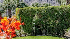 A mountain with a clear sky, palm trees, and a well-maintained hedge in the foreground. - Indian Wells Resort Hotel (Indian Wells)