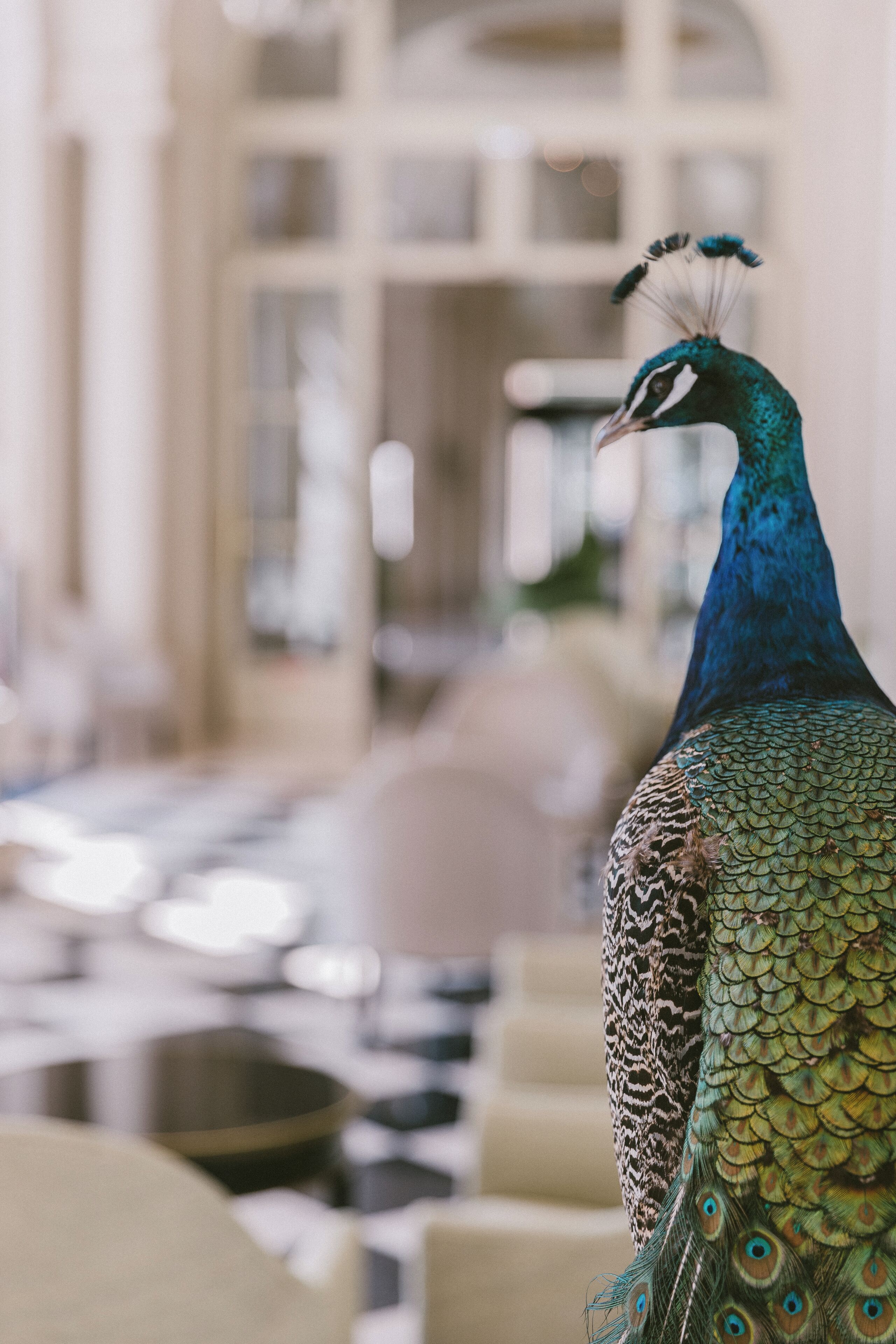 Un pavo real en el vestíbulo de un hotel con una decoración moderna, que incluye un suelo con diseño y un ventanal grande.
