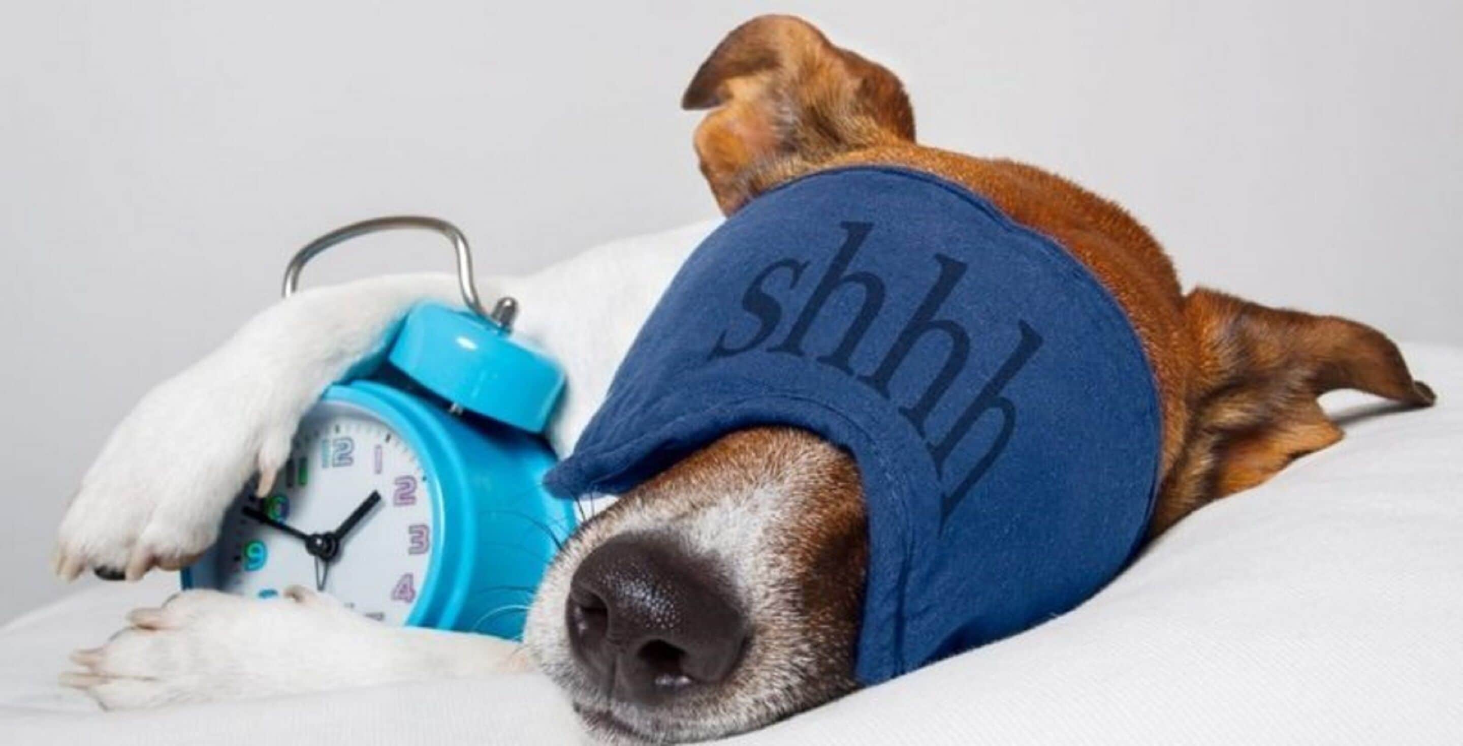 A dog wearing a blue shirt with "shhh" on it, lying next to a blue alarm clock.