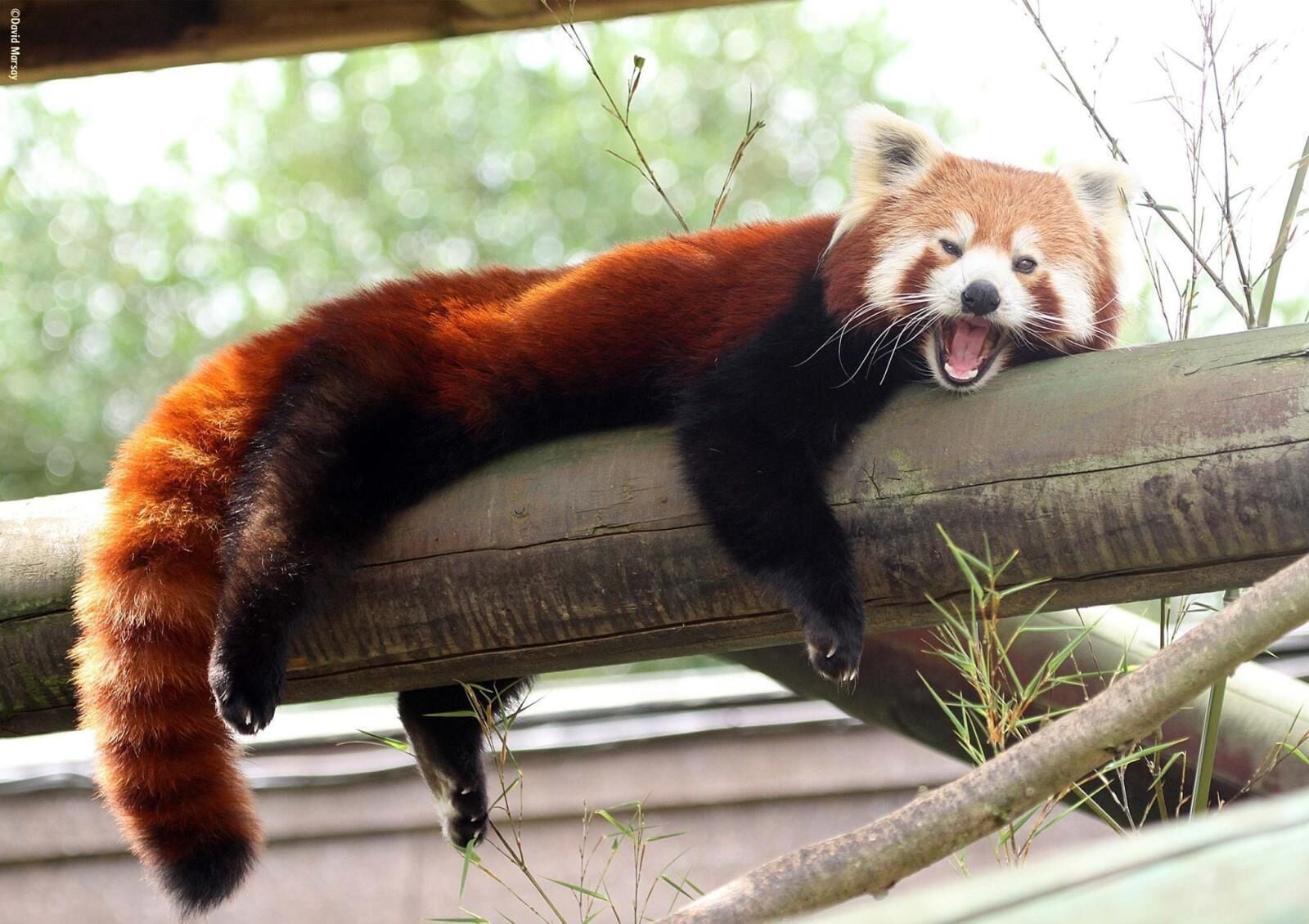 Un panda rojo recostado sobre una viga de madera, rodeado de follaje.