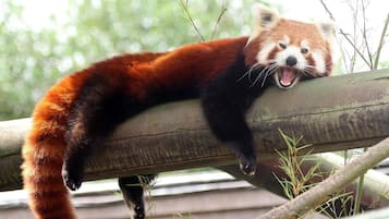 Un panda rojo recostado sobre una viga de madera, rodeado de follaje.