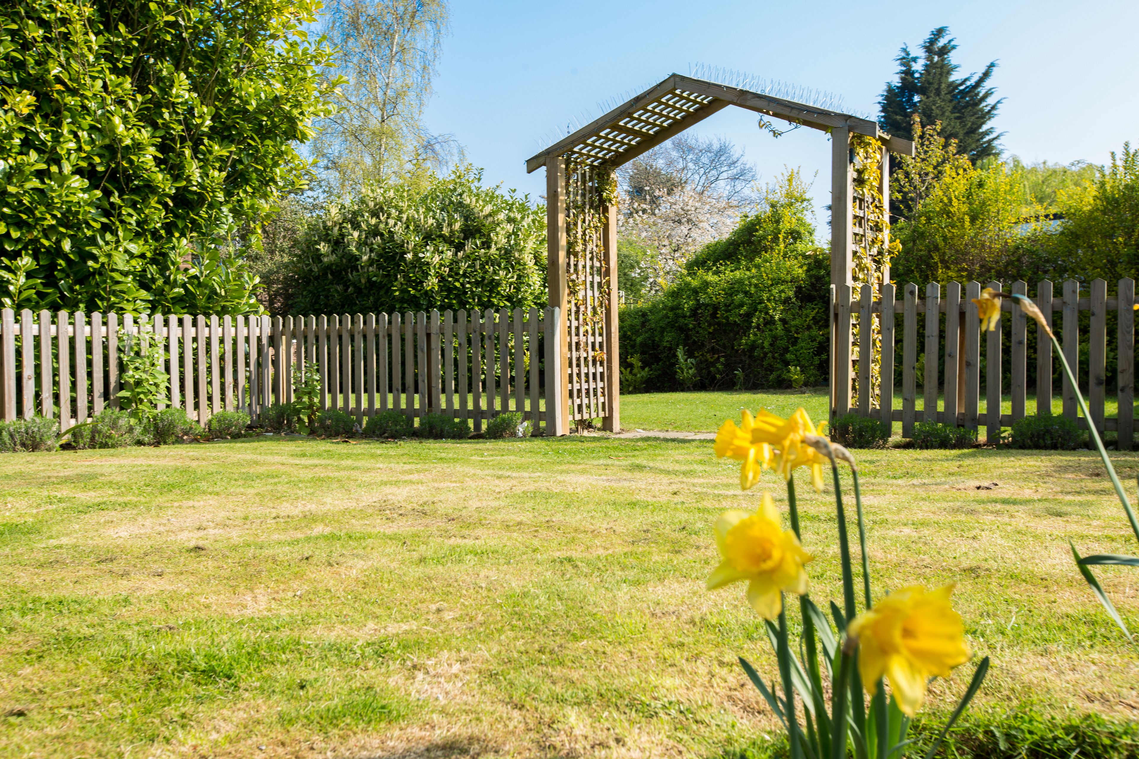 Ein hölzerner Gartenpavillon in einem Garten mit Holzzaun und Narzissen.