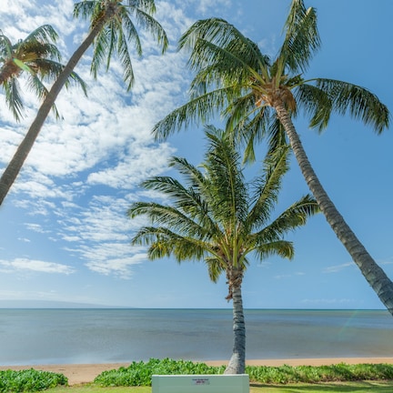 A bench in a grassy area with palm trees and a view of the ocean.