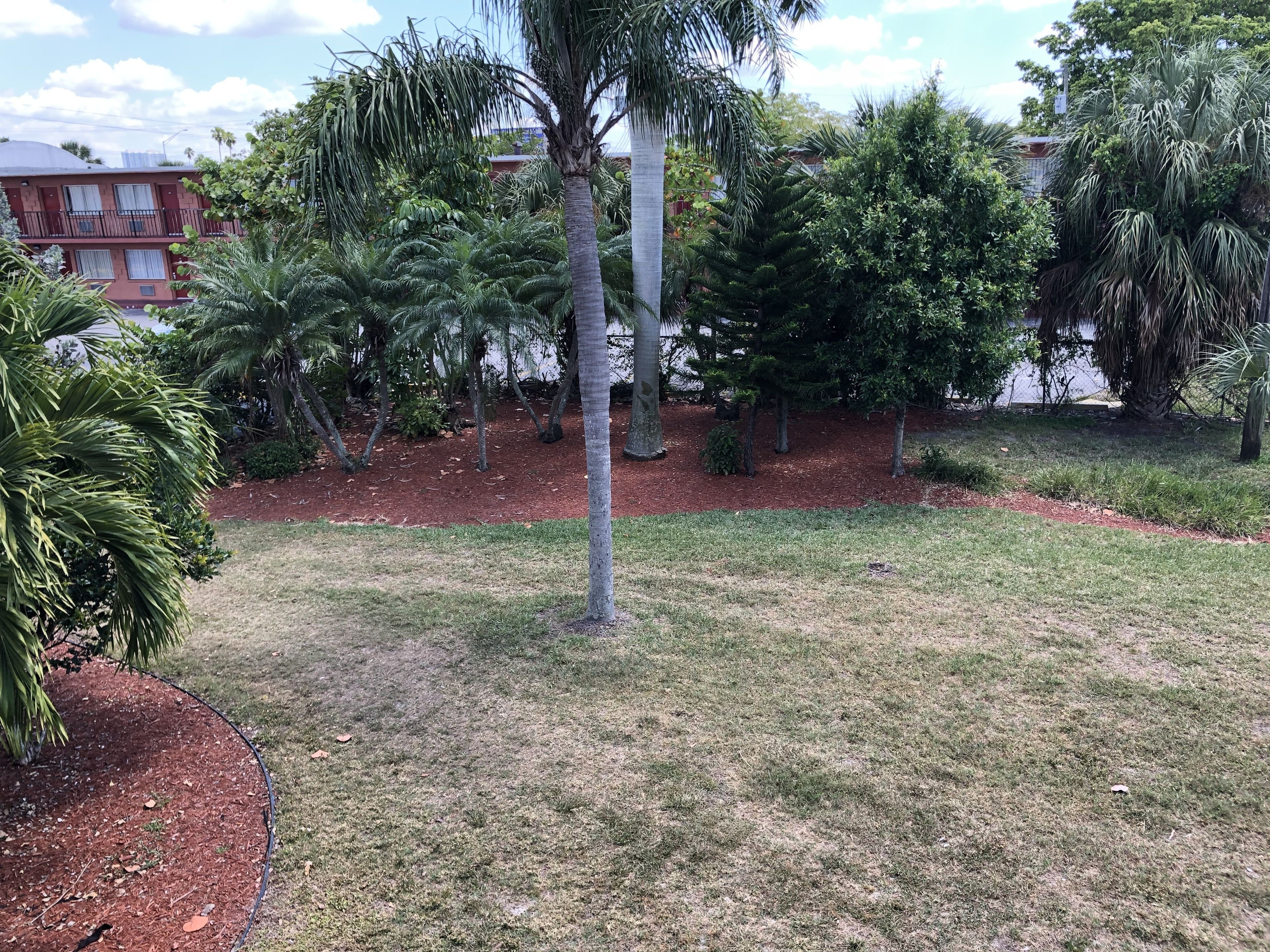 A landscaped garden with palm trees, a lawn, and a building in the background.