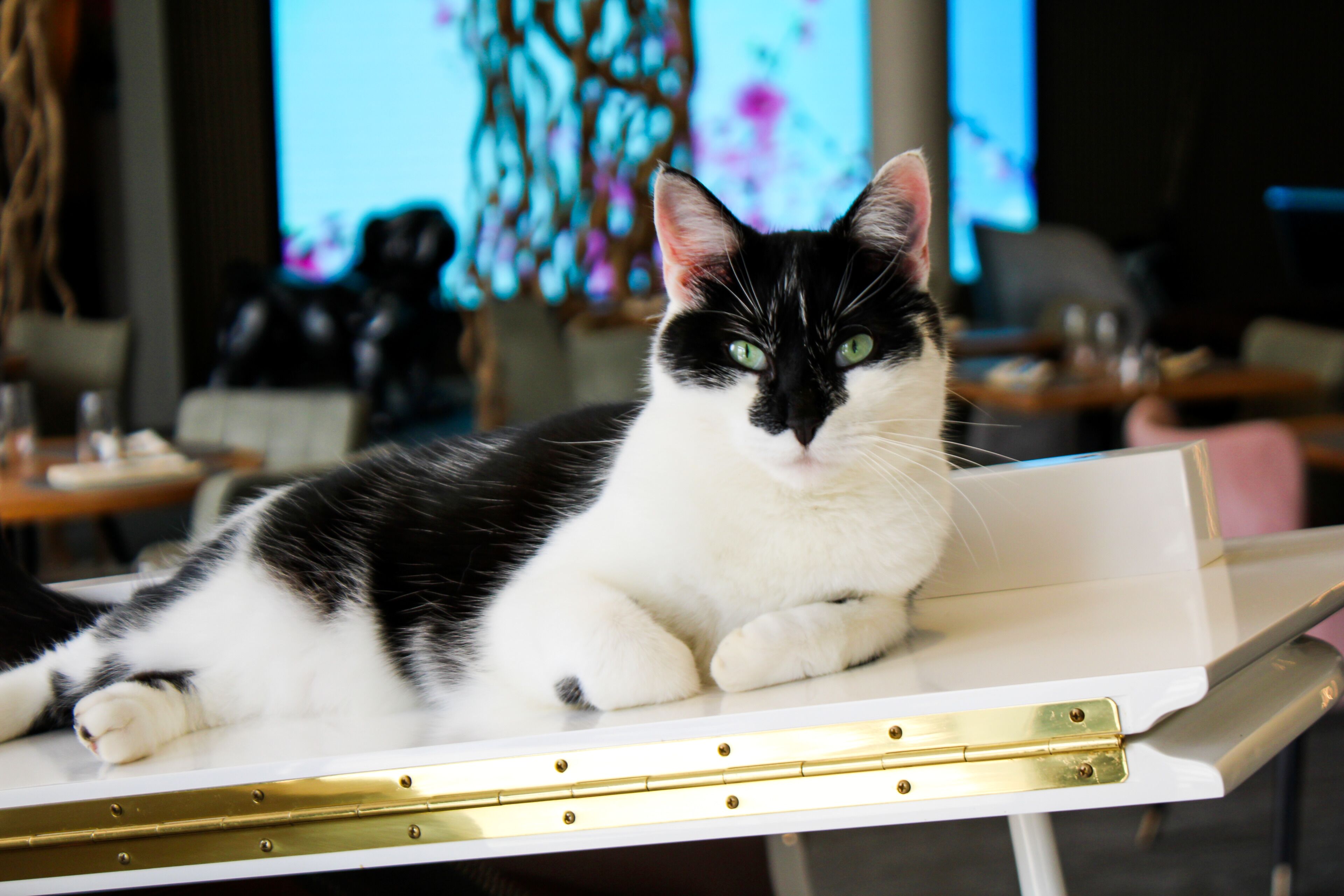Un gato blanco y negro sentado en una silla blanca con marco dorado.