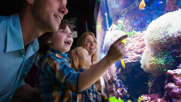 Eine Familie betrachtet eine Aquarien-Ausstellung.