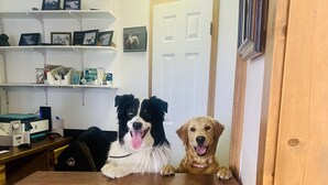 Dos perros sentados en una encimera de madera, en una habitación con estantes y una puerta al fondo.