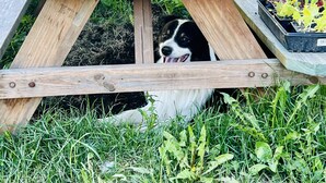 Un perro asomándose desde debajo de una mesa de madera en un jardín.