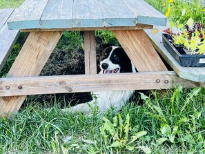 Grill-/Picknickplatz