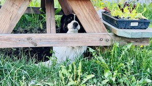Un perro asoma por debajo de una mesa de madera en un jardín con plantas y un coche al fondo.