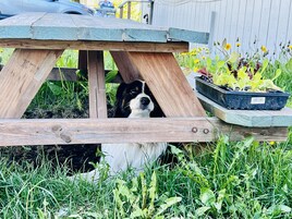 Área de parrillas y picnic