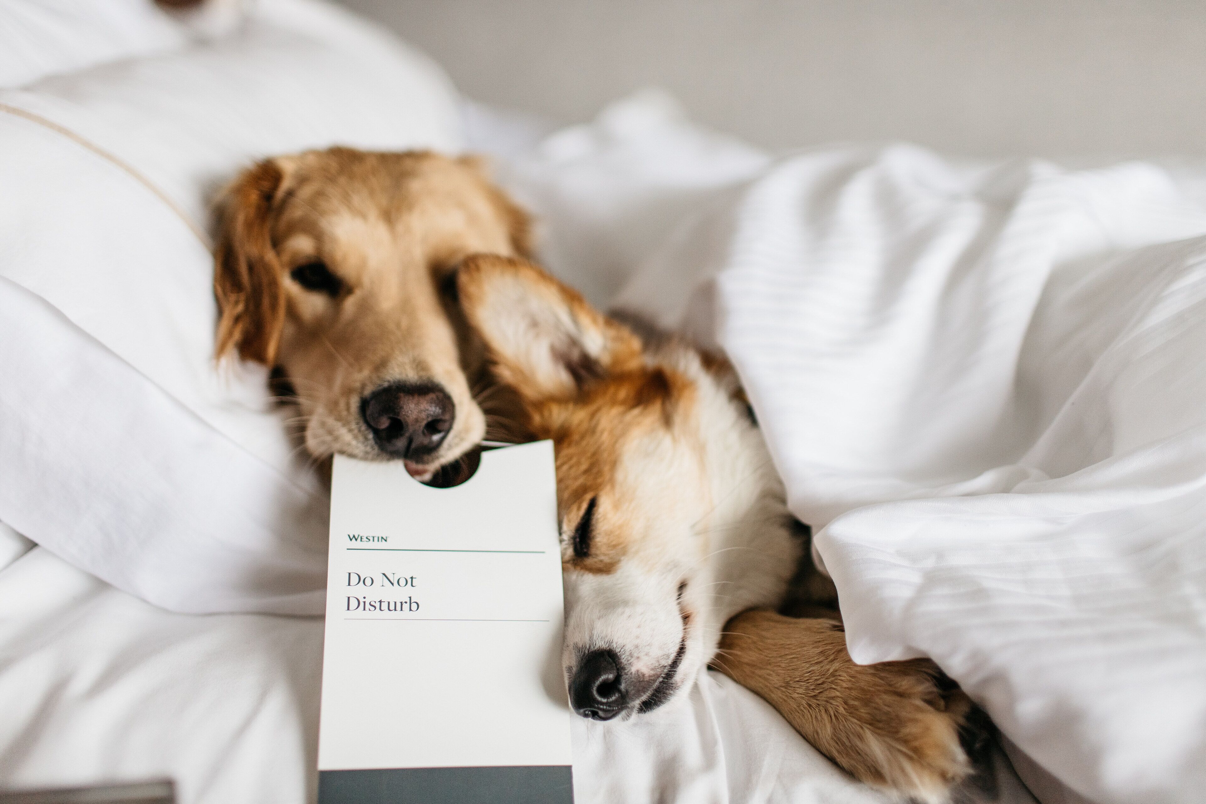 A dog lying on a bed with a book titled "Do Not Disturb" on it.