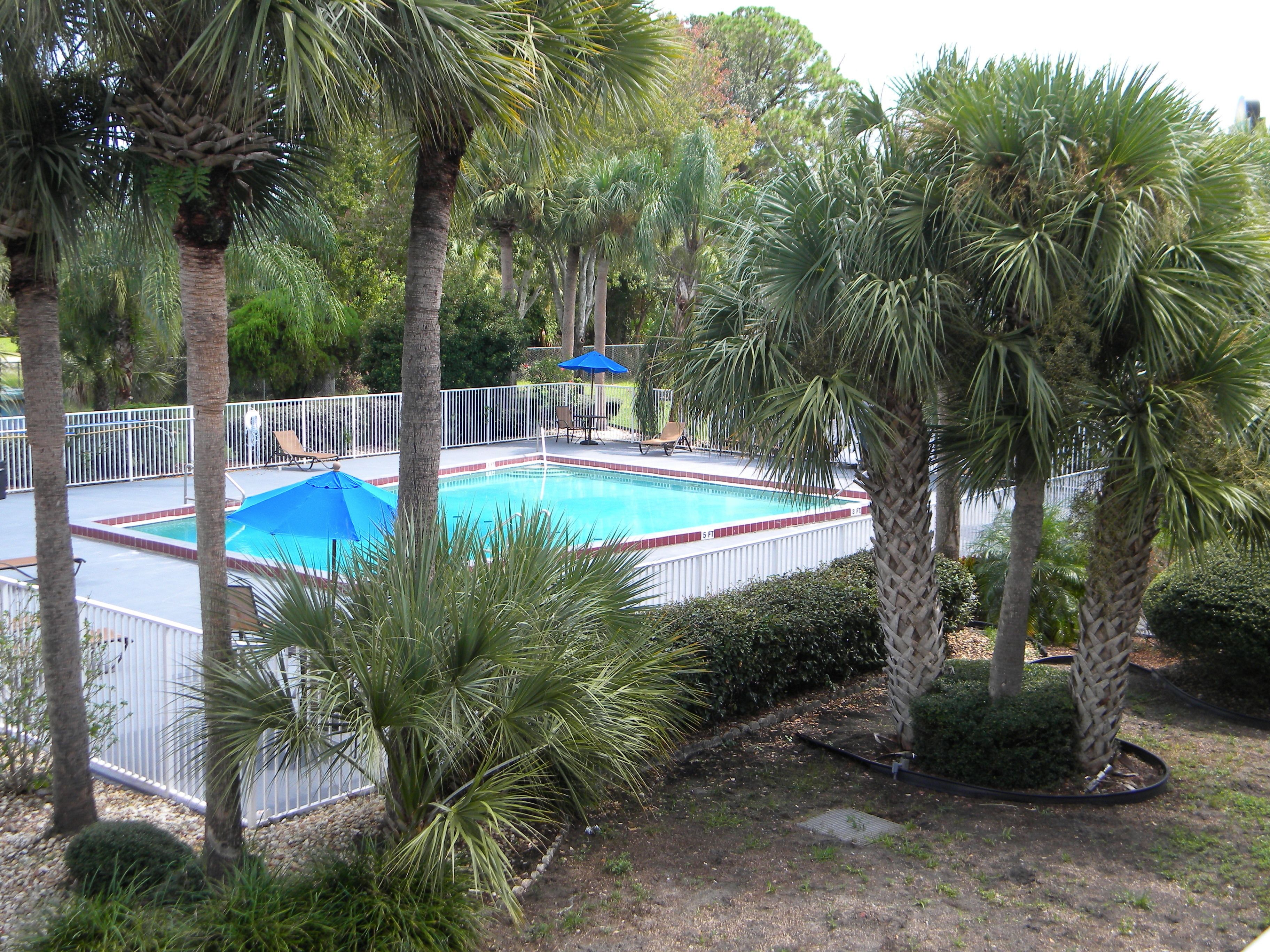 A swimming pool surrounded by palm trees and a white fence.