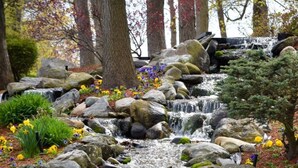 A waterfall cascading over rocks in a garden with potted plants and trees. - Four Points By Sheraton Norwood (Norwood)