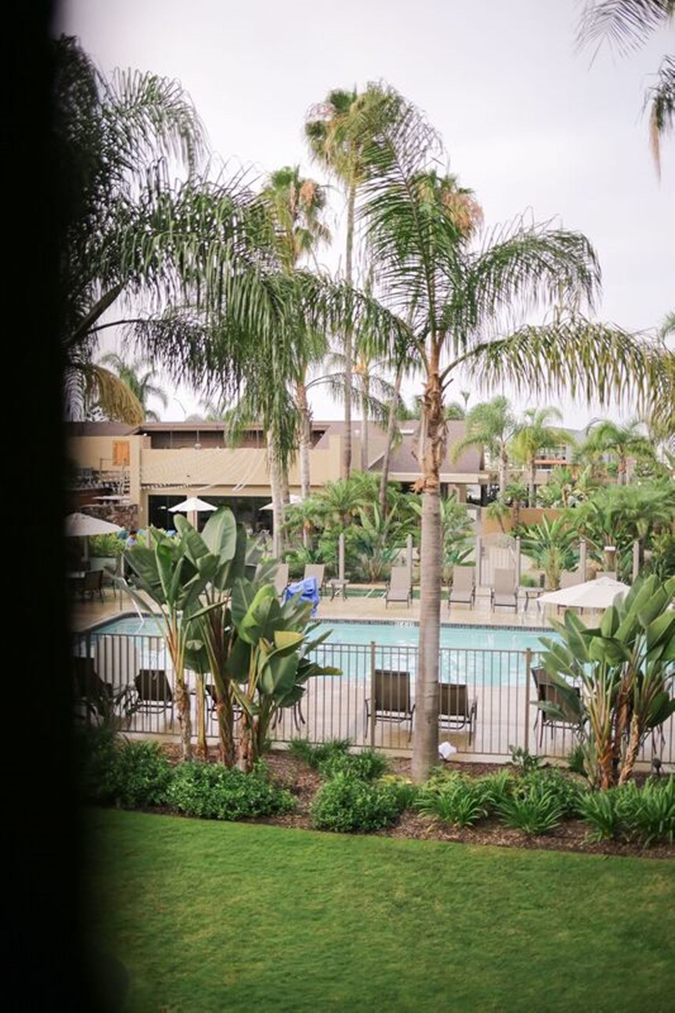 A pool area with palm trees, lounge chairs, and a building in the background.