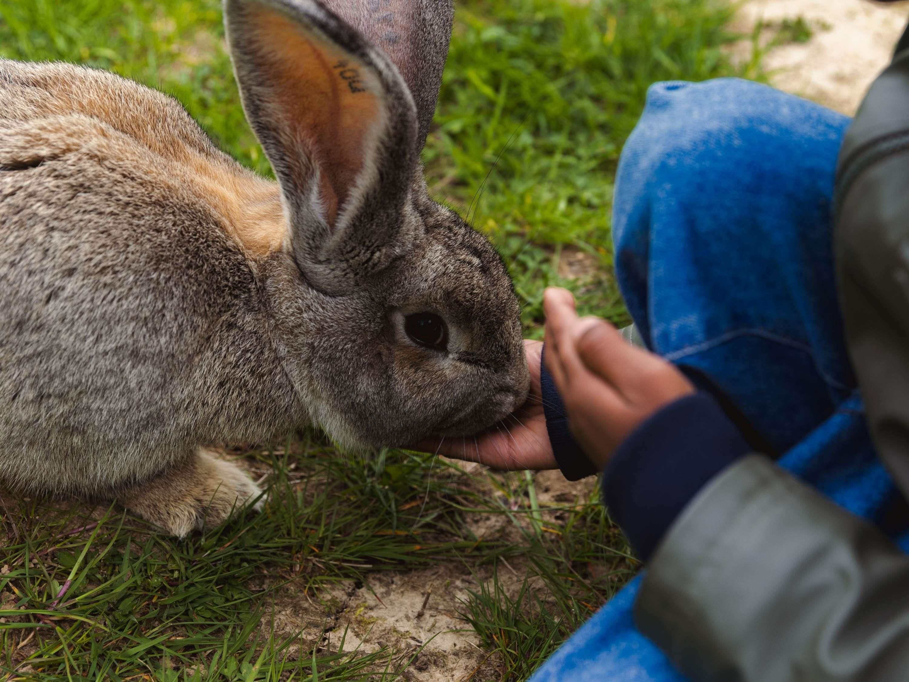 A person holding a rabbit's nose.