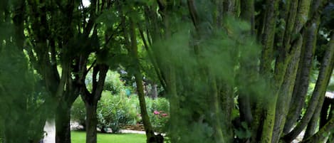Een tuin met bomen, gazon en een stoel.