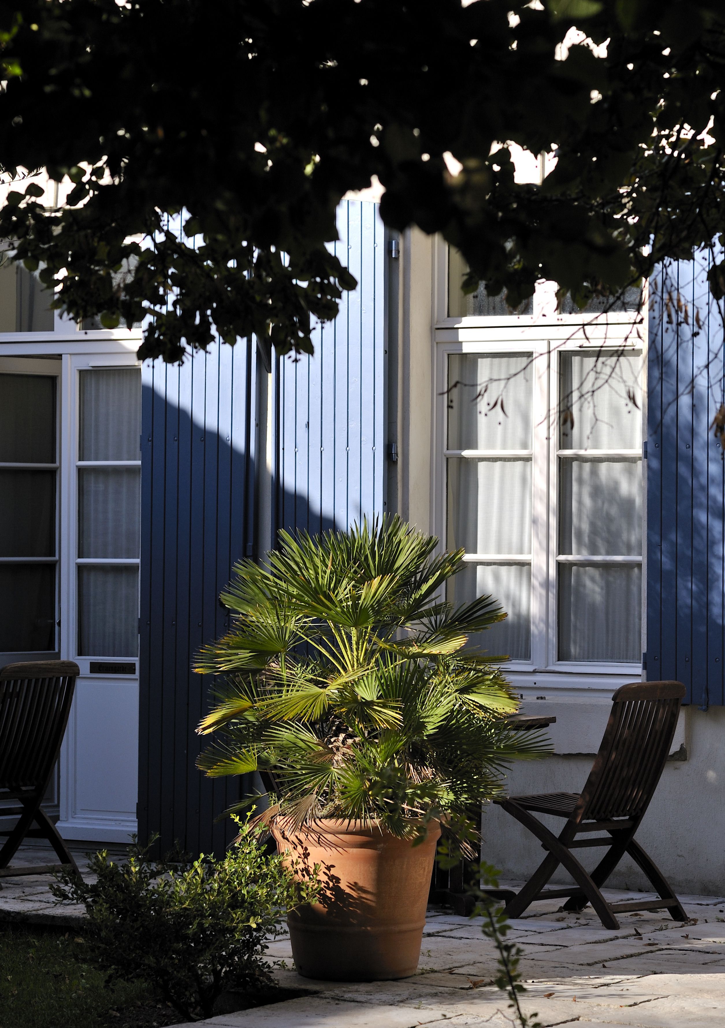 A potted palm plant in front of a window with a chair beside it.