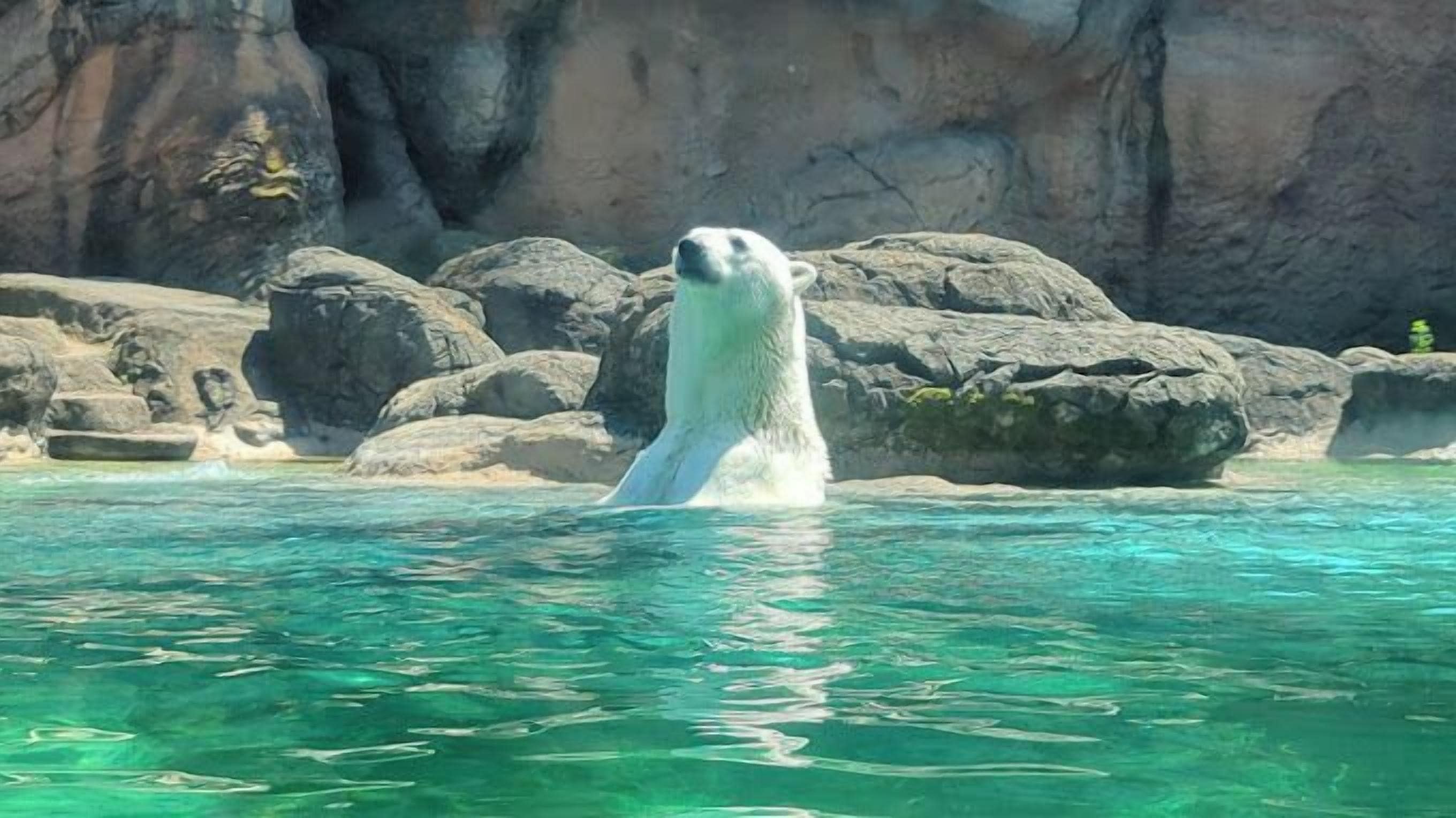 A polar bear in a clear pool with rocky surroundings.