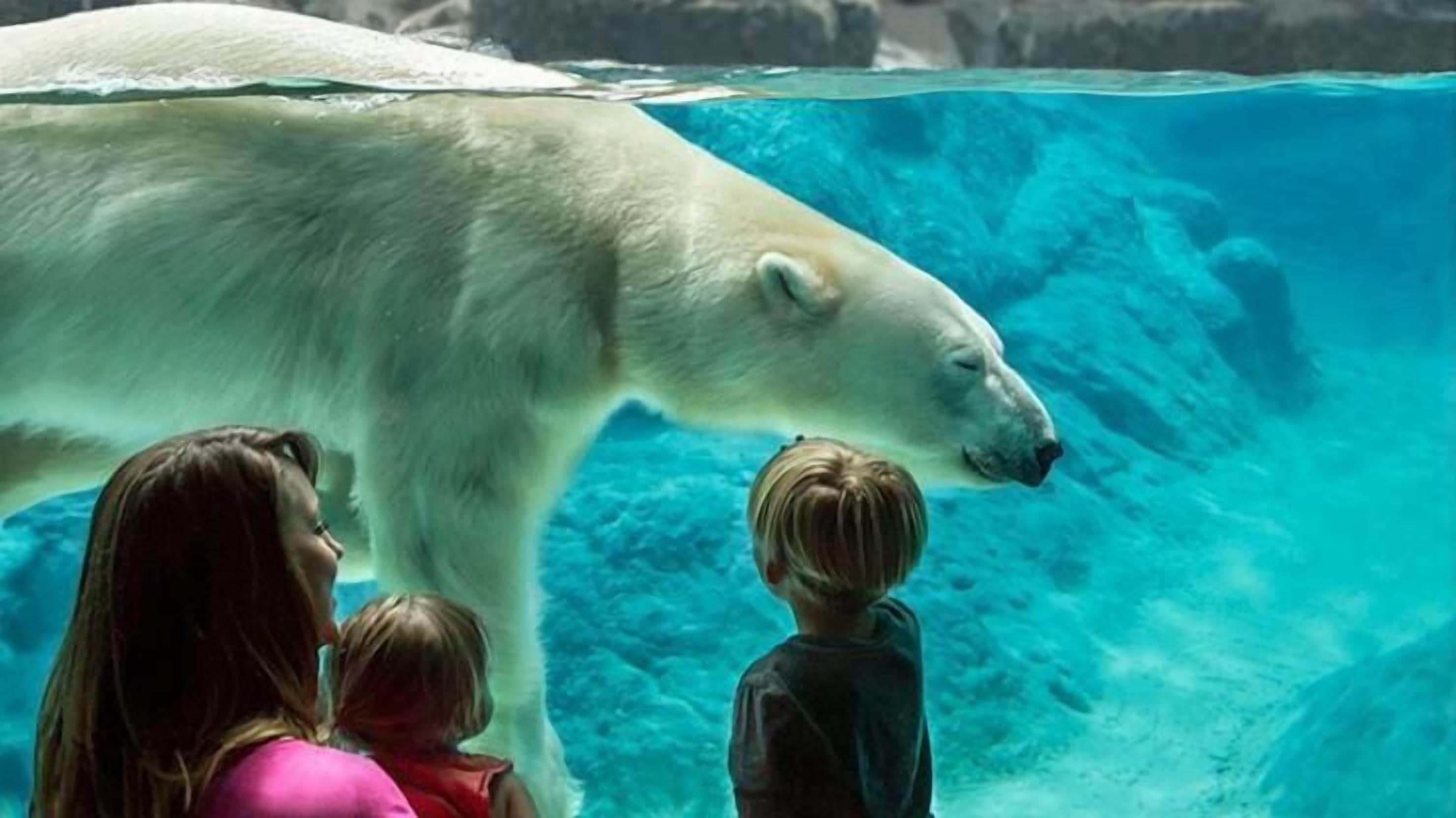 A polar bear in a large aquarium tank with clear blue water, surrounded by visitors.