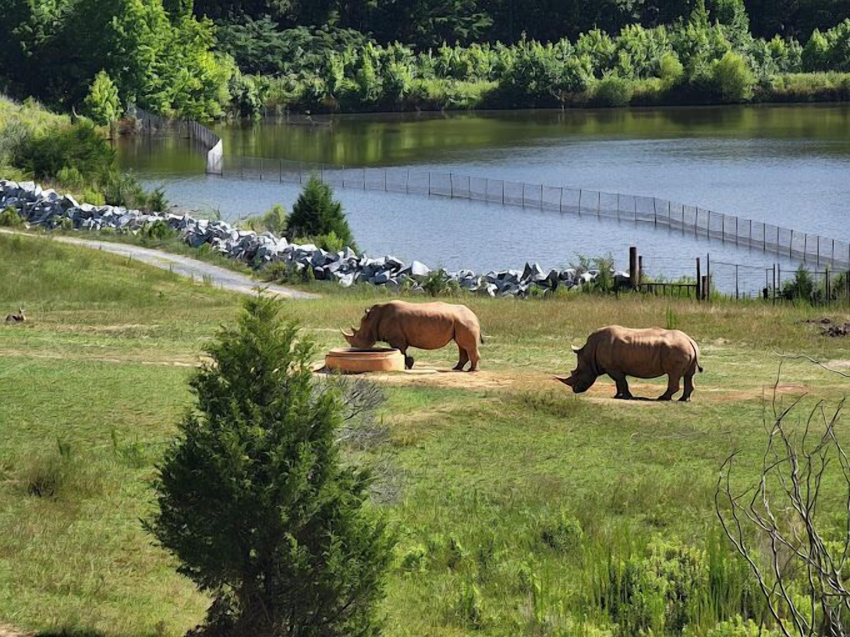 A natural landscape with two rhinoceroses grazing near a pond, surrounded by greenery and a fence.