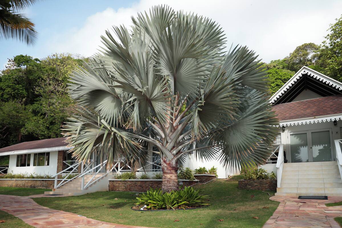 Ein Haus mit einem steinernen Weg, der zu einer weißen Tür führt, umgeben von üppigem Grün und einer großen Palme.