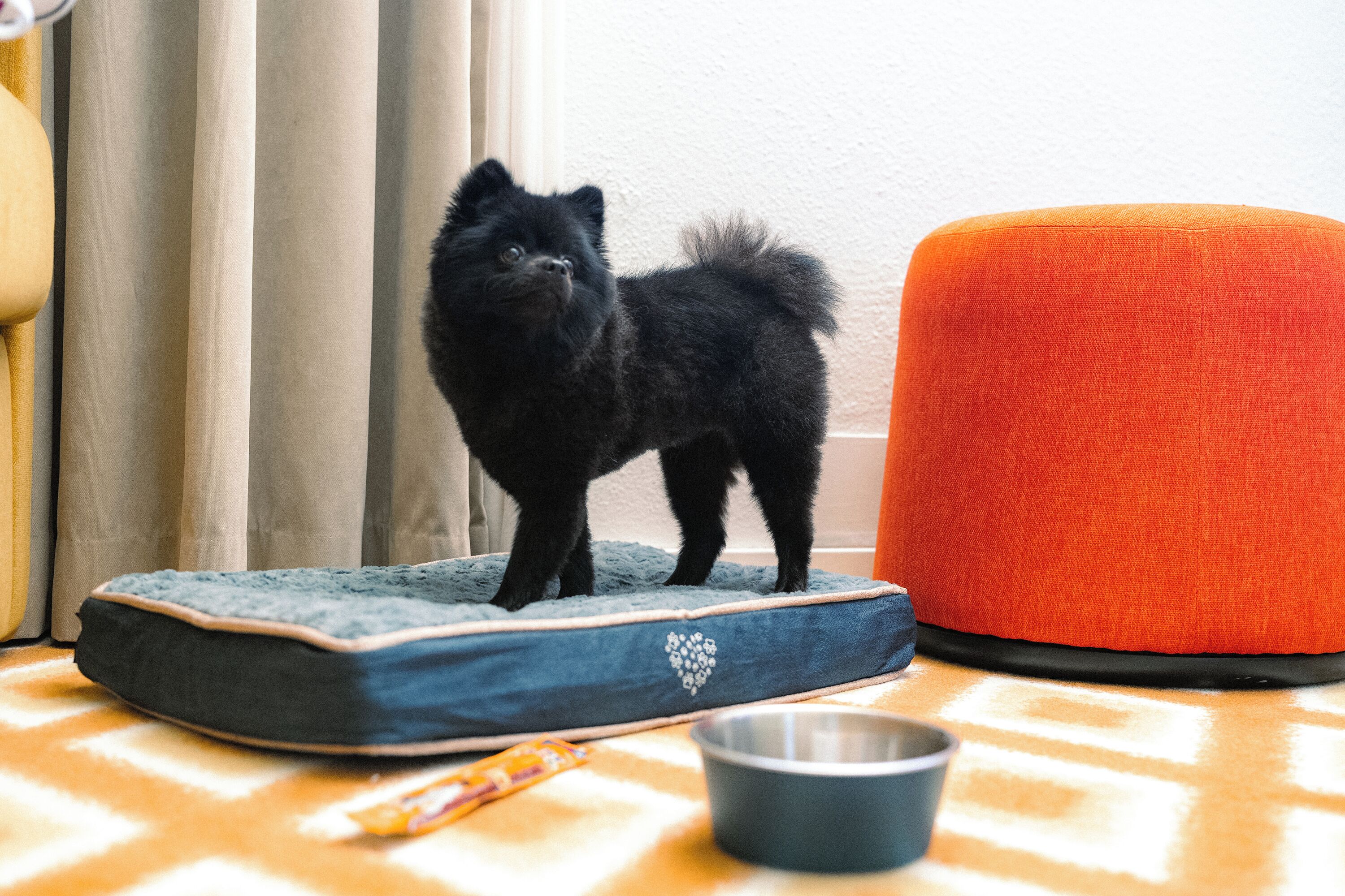 Un petit chien noir, debout sur un coussin bleu pour animaux de compagnie, à côté d’un pouf orange. On aperçoit également un bol en métal et un jouet sur le sol.
