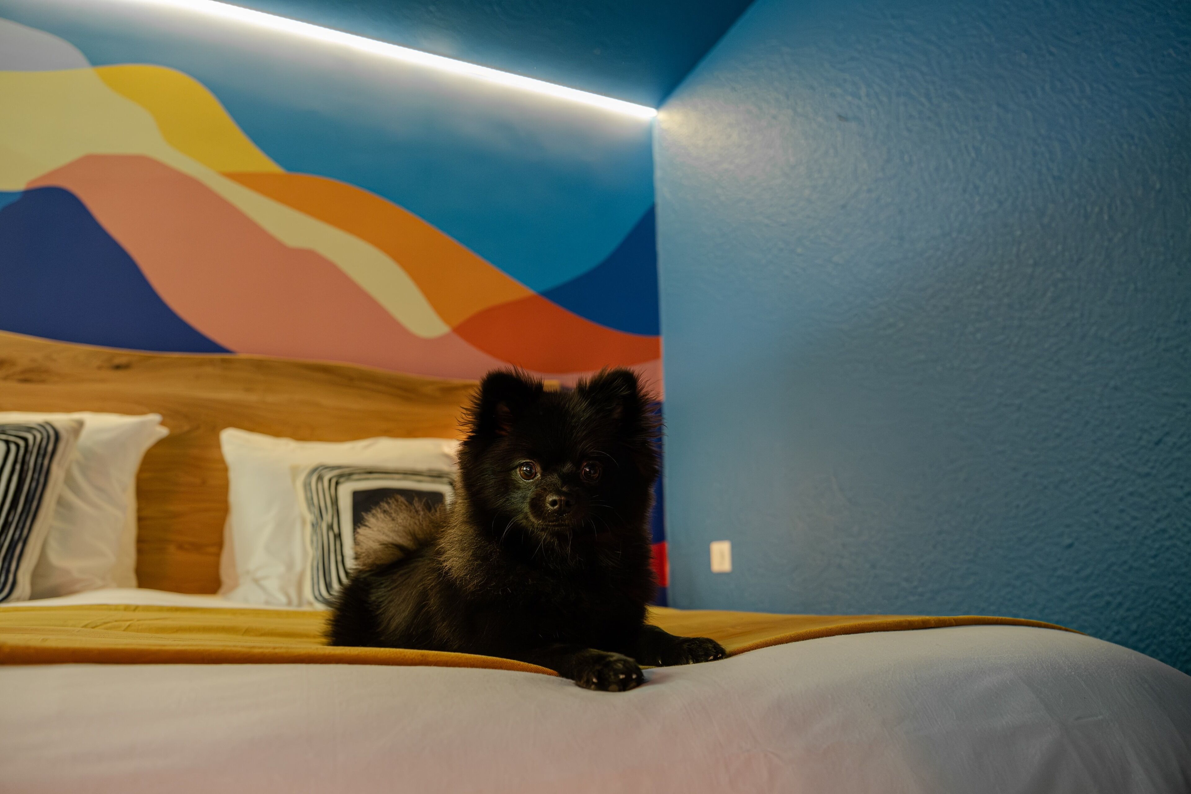 A black dog lying on a bed in a room with a colorful abstract mural on the wall.